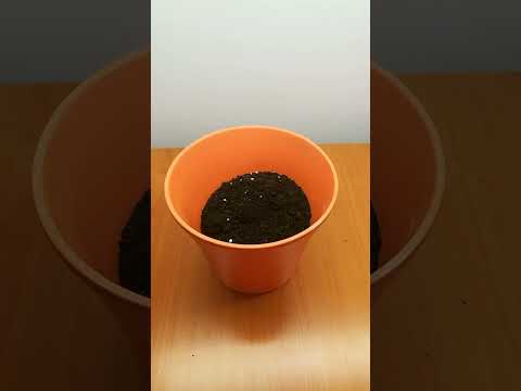 Snake Plant Soil Propagation