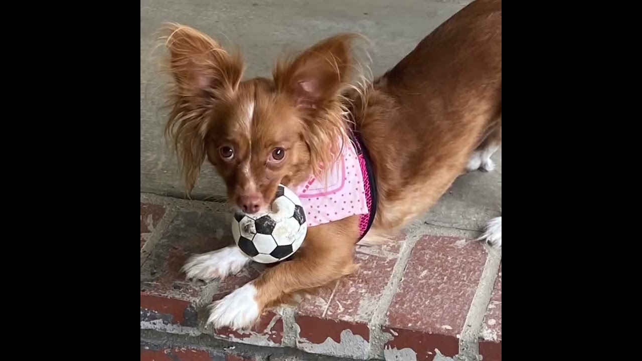 Enlarge GINGER, a Adoptable mixed breed in Glendora, CA video 2/6