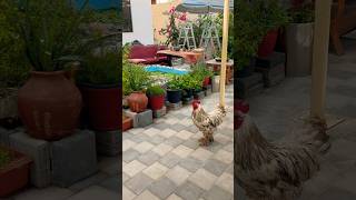 ഒരൊന്നൊന്നര transformation ആയിപ്പോയി #livewithnature #pets #home #homemaker #gardening #greenlove