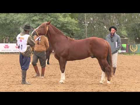 Justiceiro do Mano a Mano - Uruguaiana 2018