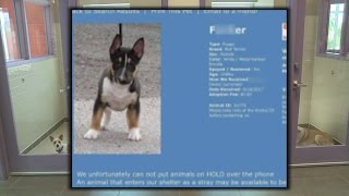 Fake dog profile on Animal Humane site sparks internal investigation