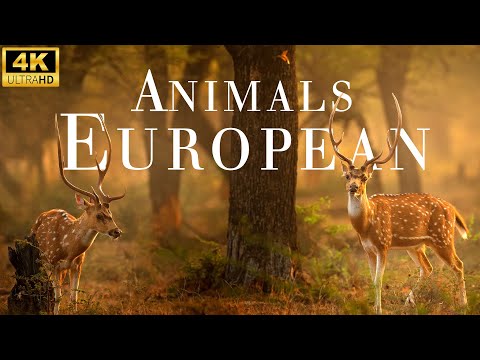 European Most Outstanding Animals and Nature - 4K UHD - Relaxing Sounds of Nature.