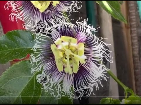 How to hand pollinate purple passion fruit flowers