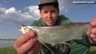 Когда можно ловить чехонь на днепре