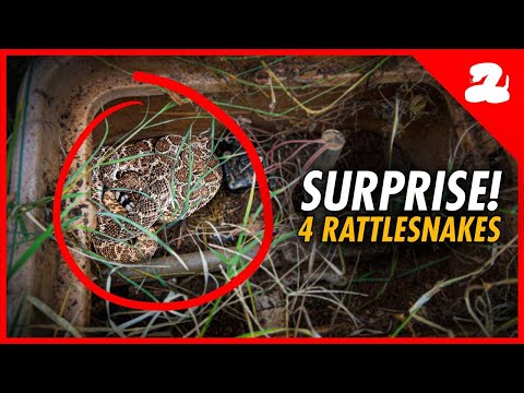 Rattlesnake Den Found in an Electrical Box