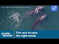 NOVA explores the mystery of the shrinking right whale population and the fight to save the species