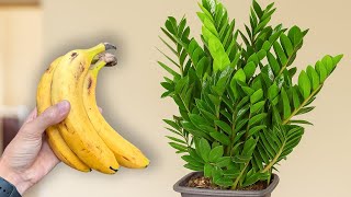 With the magical use of banana peels, your Zamioculcas will bloom brilliantly all year round