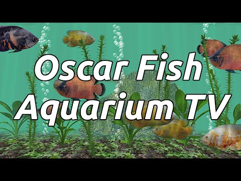Oscar Fish Aquarium TV Live Video