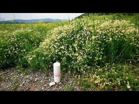 Seelenraum - Märchenstunde "Die Kamille"