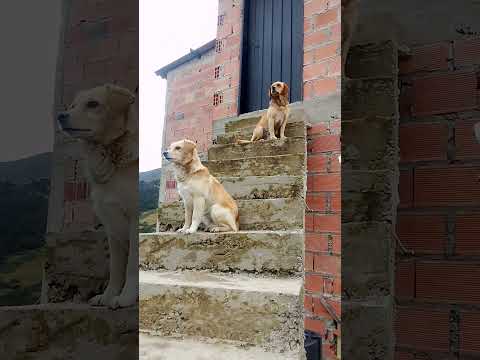 Yego diciembre chitaga norte de Santander Colombia ♥️🇨🇴💯