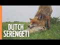 Europe S Lost Paradise The Untold Story Of Netherlands Wild Side Nature Documentary