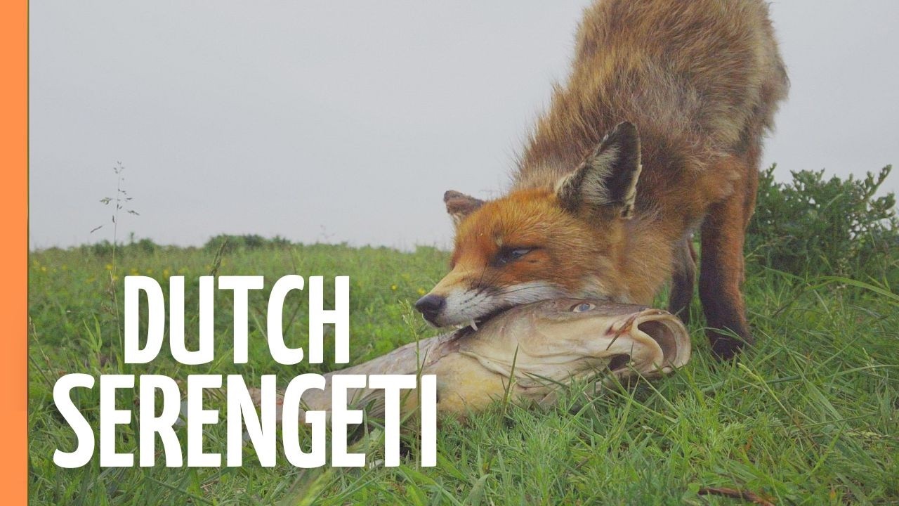 Europe's Lost Paradise - The Untold Story of Netherlands' Wild Side | Nature Documentary