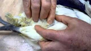 Bird Ibis Chick Can't Walk with Leg, wing and spinal injuries 120810