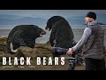Black Bears FIGHT For Survival