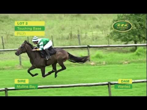 LOT 2 - TOUCHING BASE (Mullins Bay - Wanted) (Filly)