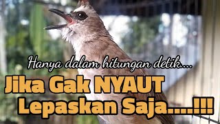 Download lagu trucukan gacor TARUNG ROPEL PANJANG pancingan trucukan agar bunyi jadikan burung trucuk gacor NYAUT mp3 Download lagu trucukan gacor TARUNG ROPEL PANJANG pancingan trucukan agar bunyi jadikan burung trucuk gacor NYAUT mp3