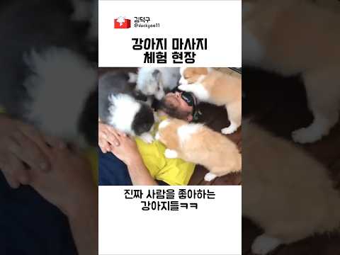 강아지 마사지 체험 현장
