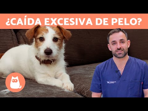 ¿Por qué a mi PERRO se le CAE mucho el PELO? 🐶 (Causas y Remedios)