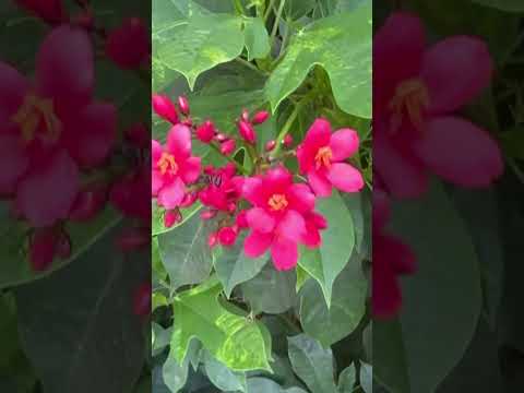 #hamsika #flowers #nature #butifyoucloseyoureyes