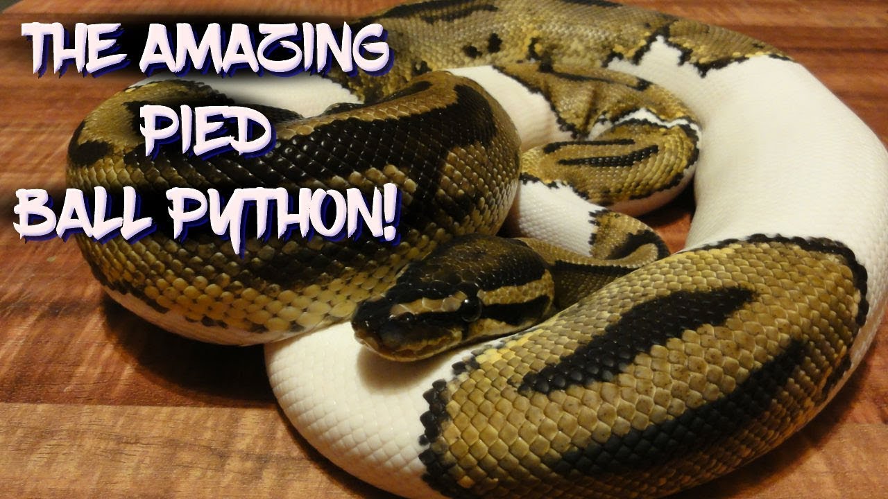 The Amazing Pied Ball Python!