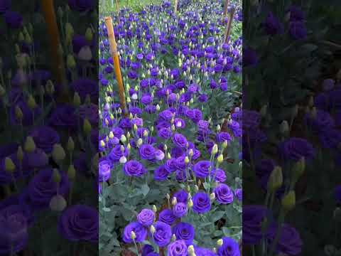 Would You  Like A  Bouquet Of Eustoma Flower ? #satisfying #short