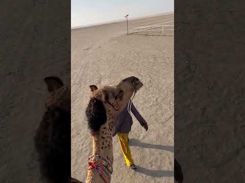 Camel ride