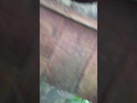 Kestrel nest with five eggs