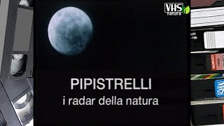 PIPISTRELLI i radar della natura
