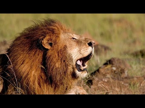 Humans and lions battle for resources in Kenyan national park