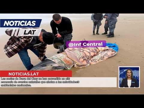 Tragedia Marina en Rocha: Mueren tres delfines varados en Barra del Chuy