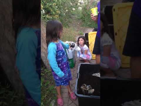 Controlling mites in Your worm bin