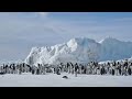 Bay Area researchers get up close and personal with Antarctic penguins