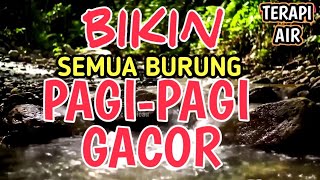 Download lagu JADI GACOR‼️ 1 JAM Terapi Burung Alami Tanpa Doping | Suara Gemericik Air Bikin Burung Rajin Bunyi mp3 Download lagu JADI GACOR‼️ 1 JAM Terapi Burung Alami Tanpa Doping | Suara Gemericik Air Bikin Burung Rajin Bunyi mp3
