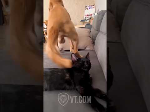 Try Not To Laugh 😂