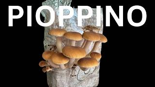 From Spawn to Harvest: My First Pioppino Mushroom Grow 🍄