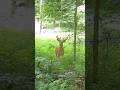 Does This Young Buck Have Potential?