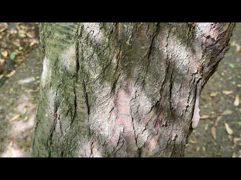 Found Some Carpenter Ants in a Tree in Raritan, NJ