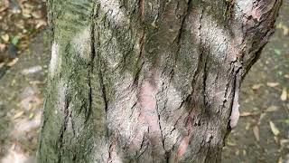 Watch video: Found Some Carpenter Ants in a Tree in...
