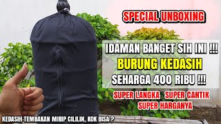 Download lagu SUPER SPECIAL❗NOT ALL BIRD YOUTUBERS CAN GET THIS BIRD❗ mp3 Download lagu SUPER SPECIAL❗NOT ALL BIRD YOUTUBERS CAN GET THIS BIRD❗ mp3