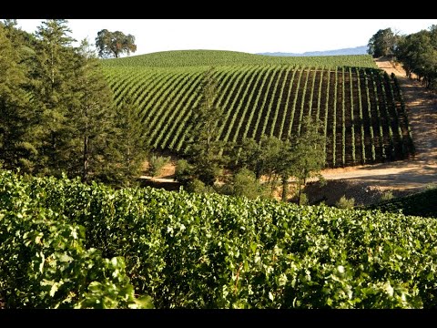 Merryvale's Profile Estate Vineyard July