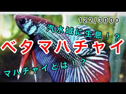 ヒポシデロスについて詳しく解説