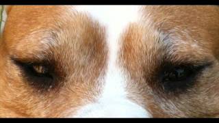 L'amore per il mio pitbull