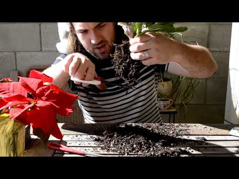 ► How to make bonsai for beginners - HD 2019 - #7 (Bonsai)