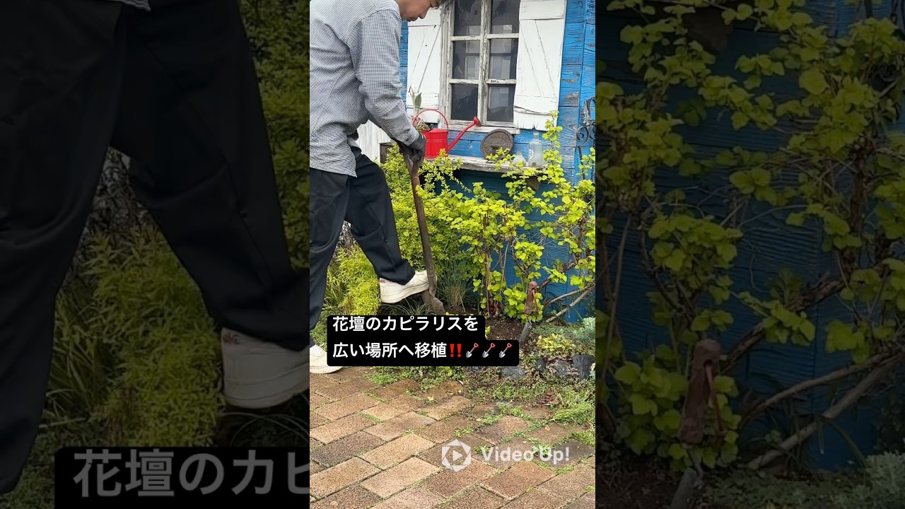 花壇のミューレンベルギア カピラリスを広い場所へ移植‼️🪏🪏🪏#shorts #ガーデニング #園芸 #フローラ黒田園芸 #黒田園芸 #黒田健太郎 #フローラ黒田園芸ガーデニングチャンネル