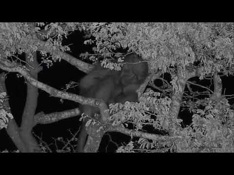 Baboon sleeping in tree ( zoom )