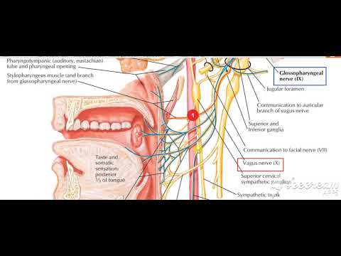 Pharynx palate motor 5