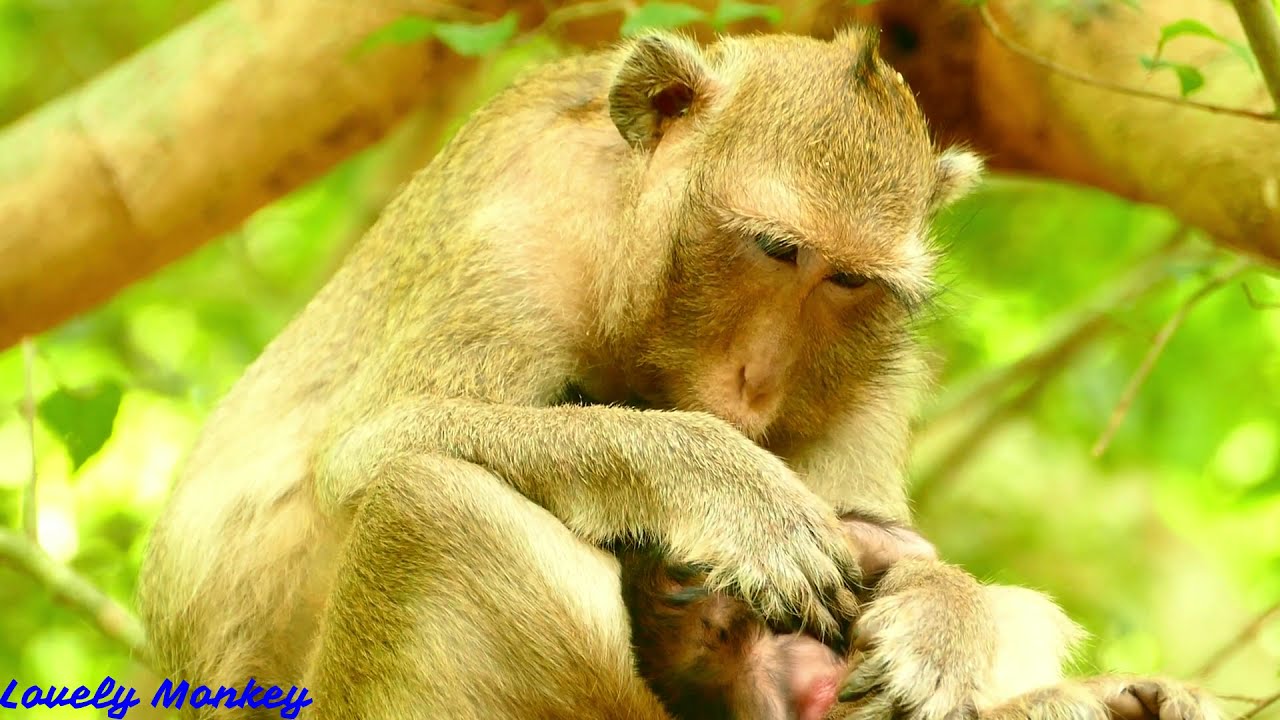 Newborn Baby Is Healthy & Active Alert  | Fauna  Allow Baby Some Nurse But Not T00 Much. Look Hungry