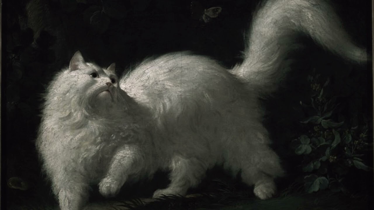 You woke up as a cat (playlist)