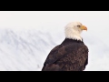 Eagle Rebirth Company Video