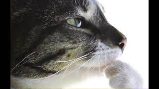 Cover art for lancen like tomboys